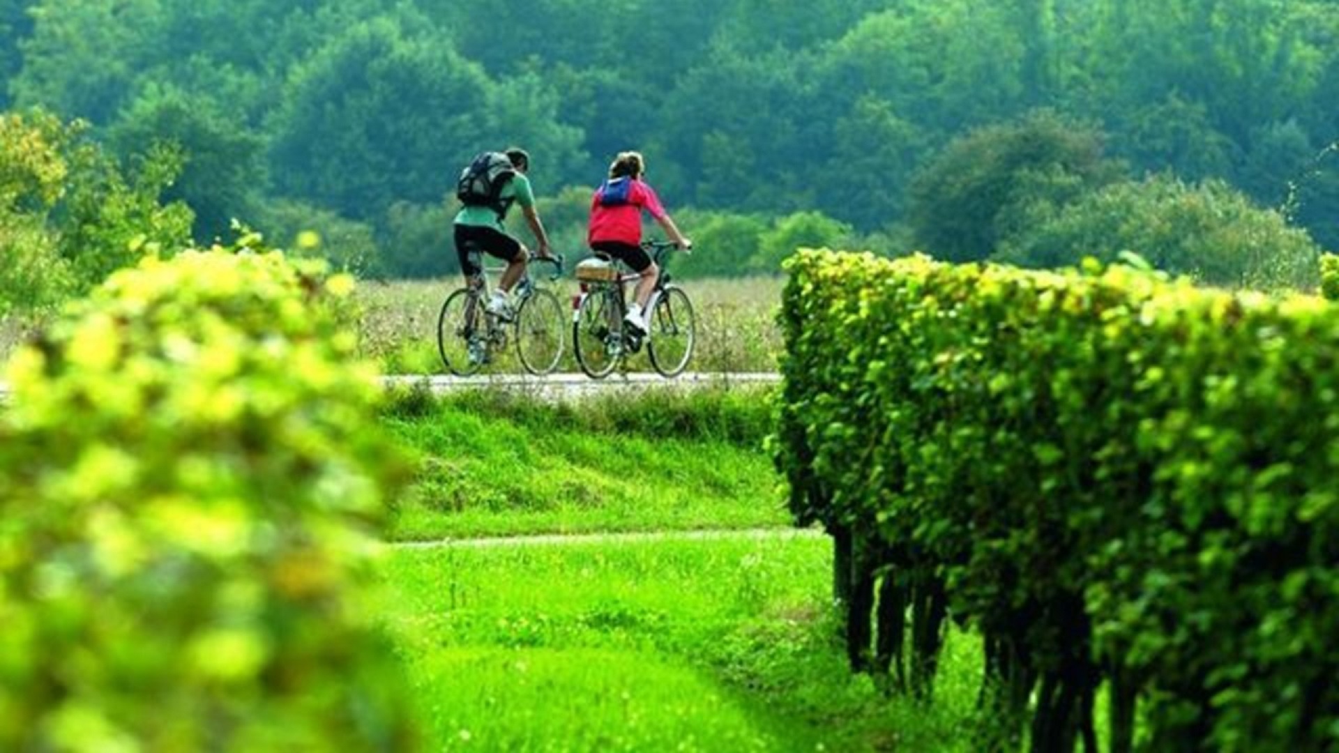 Cycling through the vineyards of the Penedès